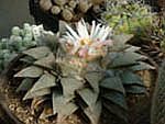 Ariocarpus retusus